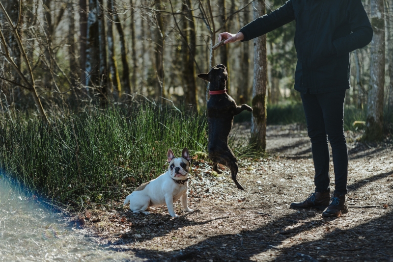 Dog friendly places to visit