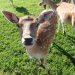 Safari park More, deer garden           